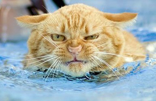 funny pets. Funny animal faces