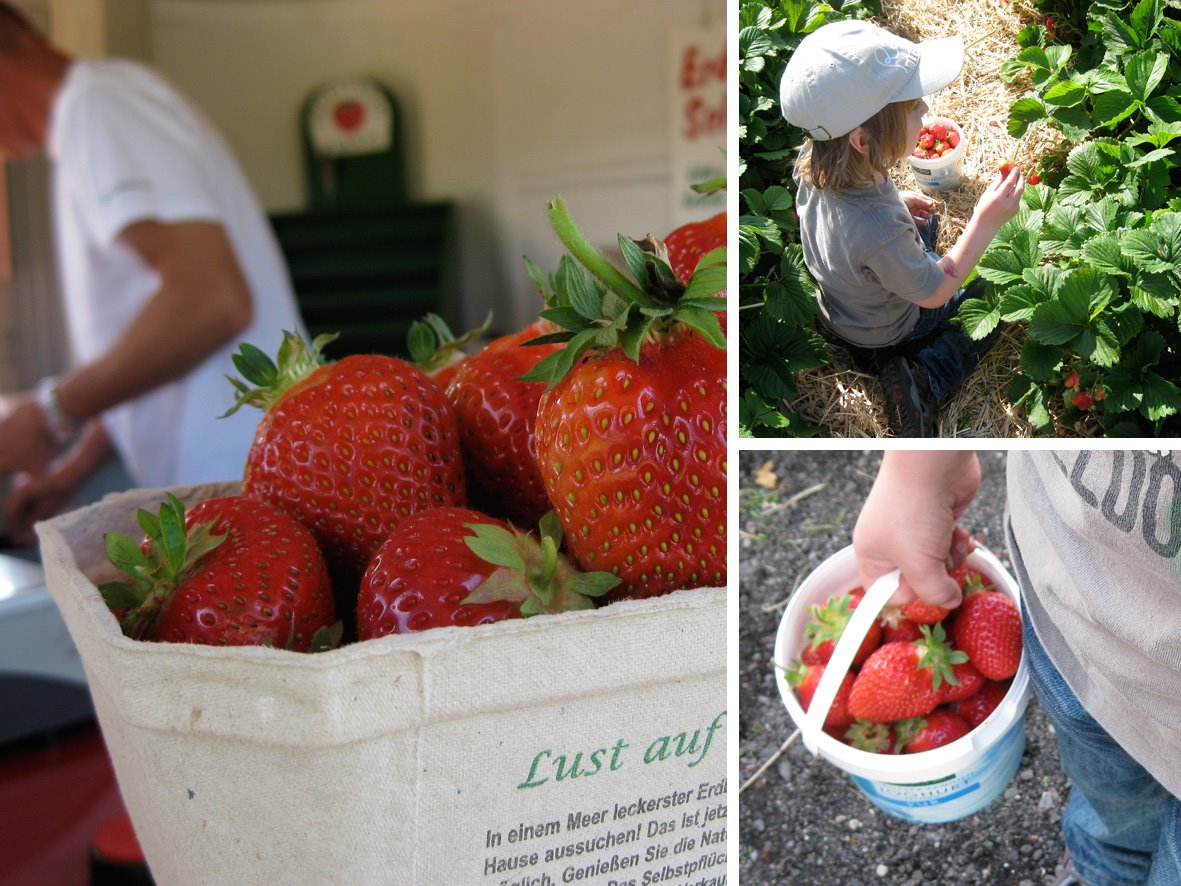 [Erdbeer_02.jpg]