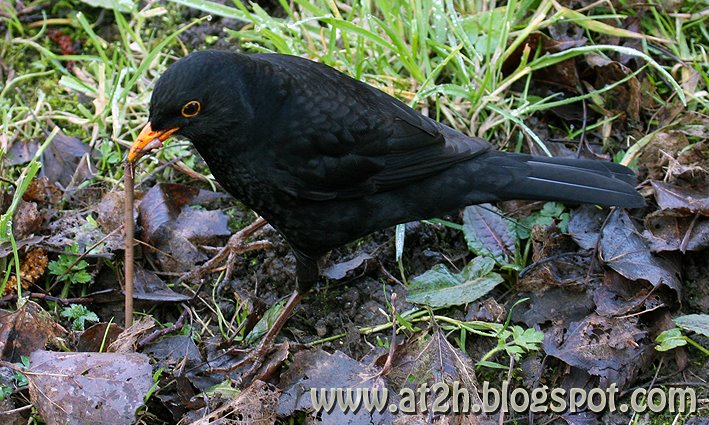 [Blackbird-and-Worm.jpg]