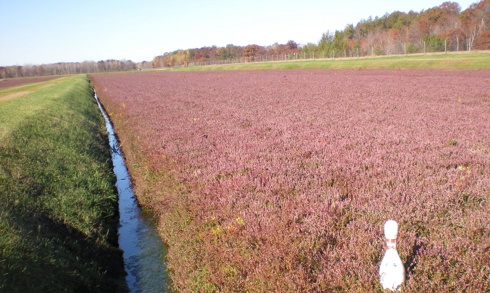 Today's Quiz How are cranberries grown and harvested?
