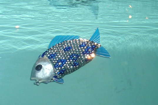 [roboticfish-5.jpg]