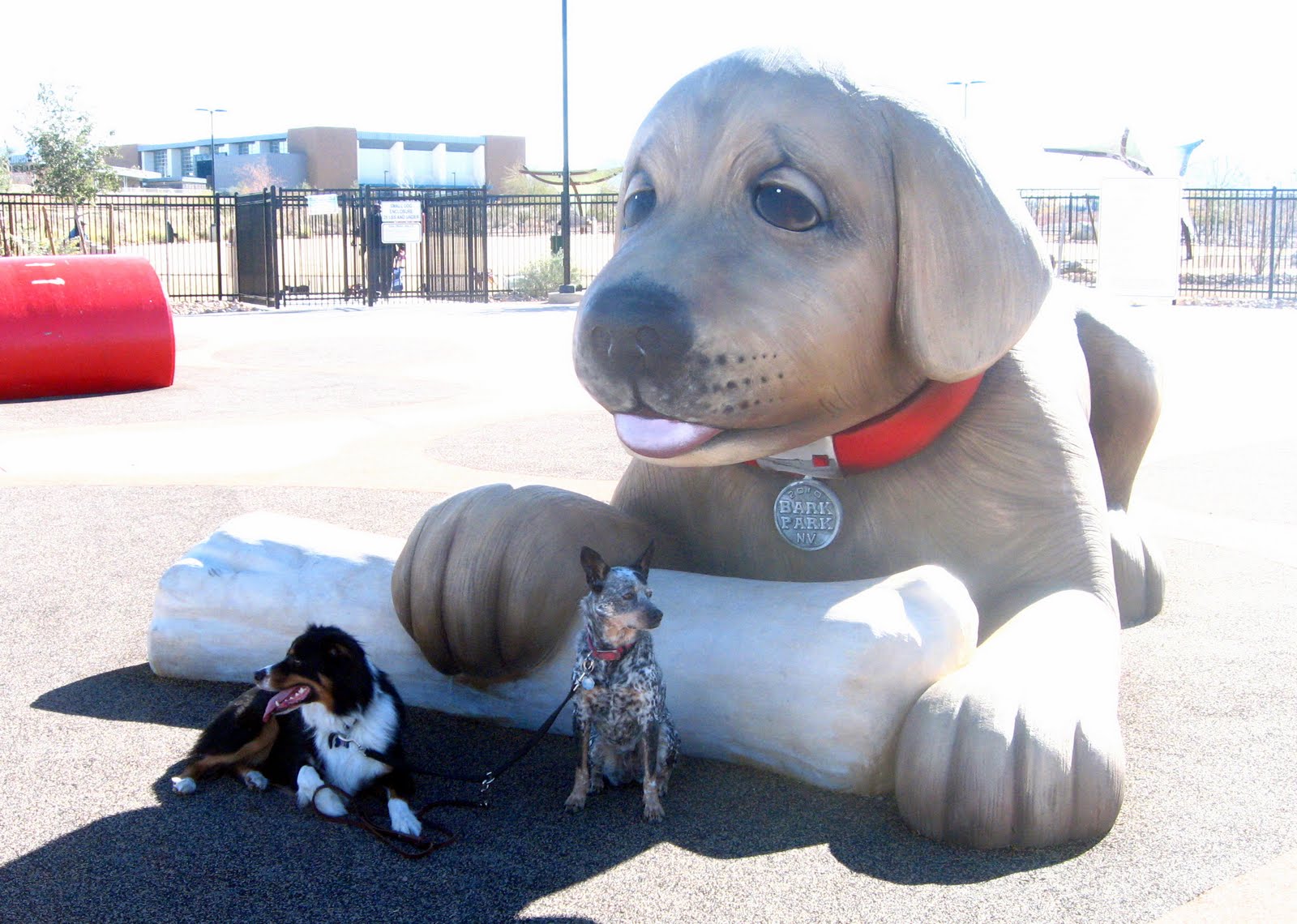 Stumpy Wanders What happens at the dog park, stays at the dog park.