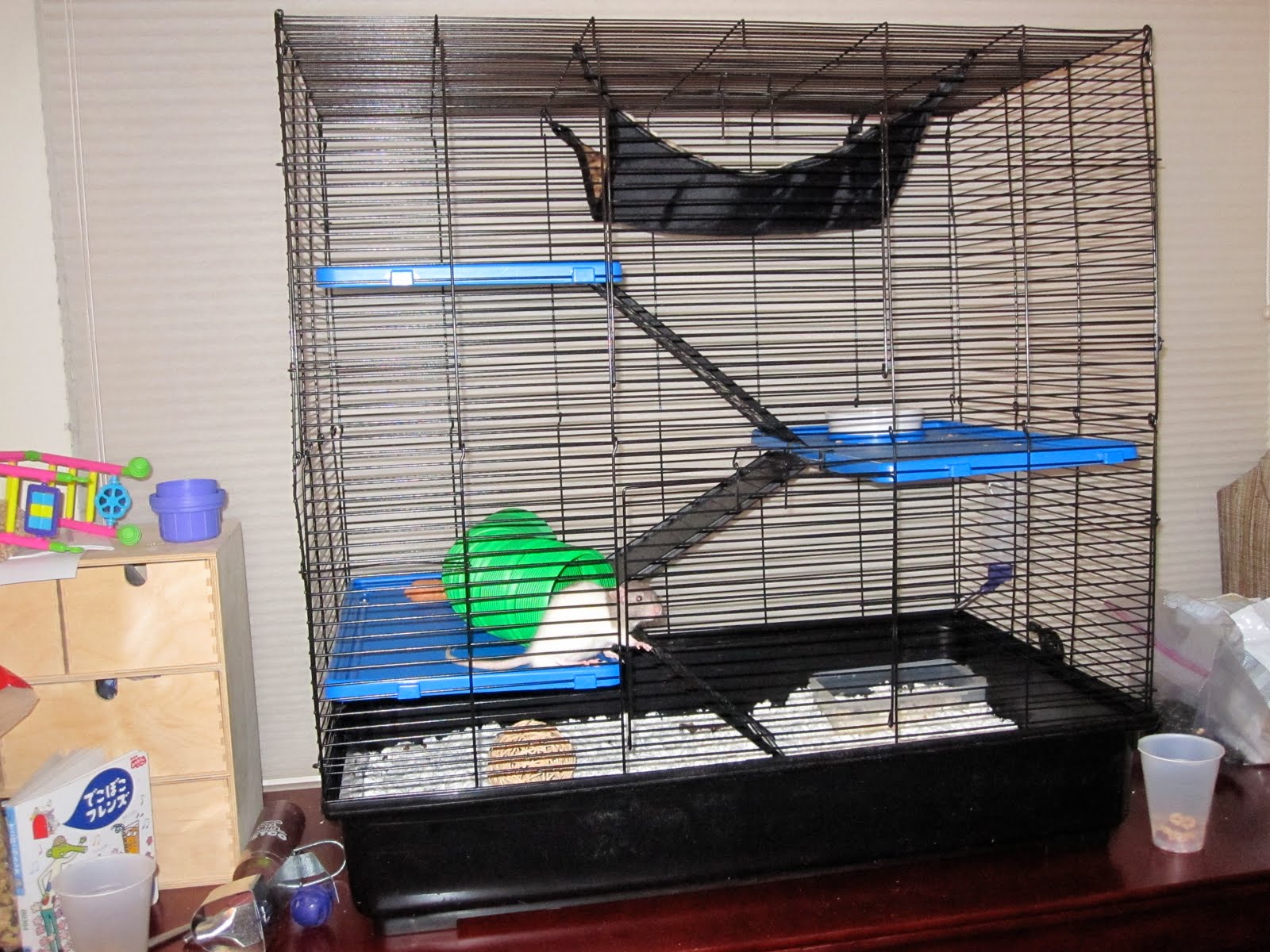 48 hours mystery review My new cage and new rat