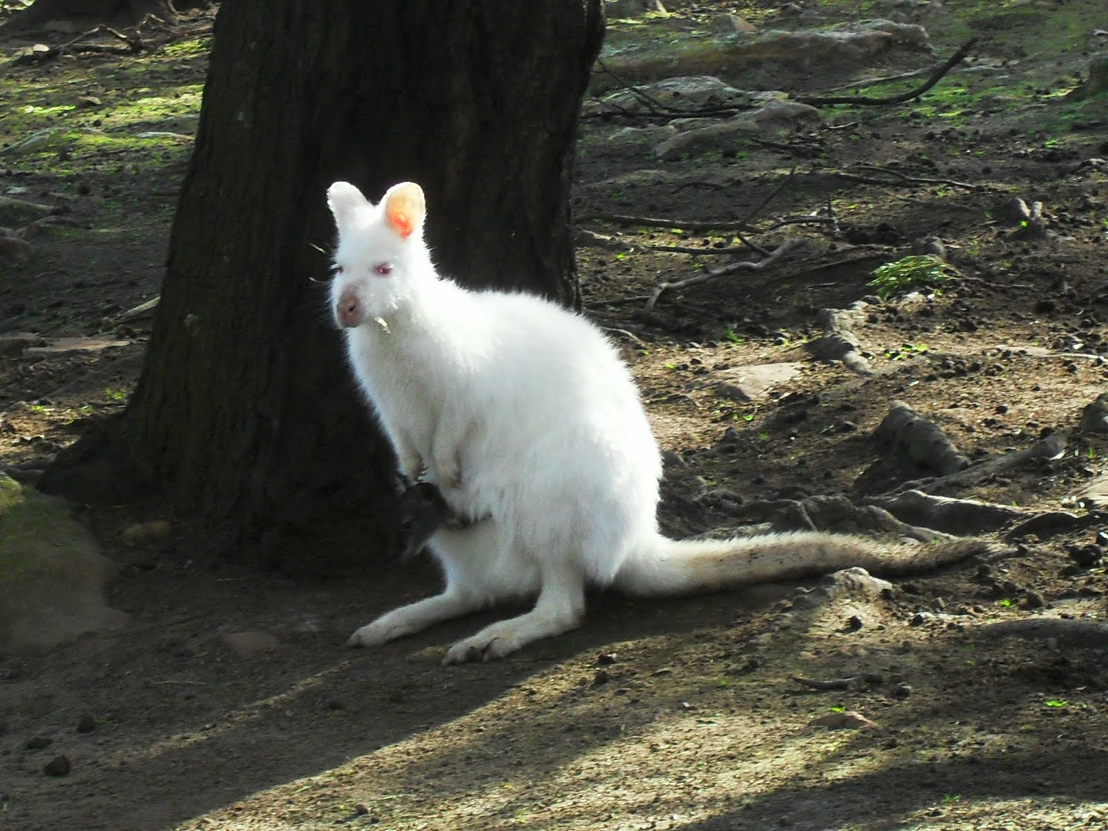 White animals pictures - Page 8 - Stormfront