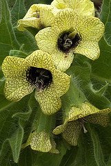 [henbane.jpg]