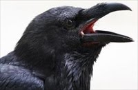 [raven.jpg]