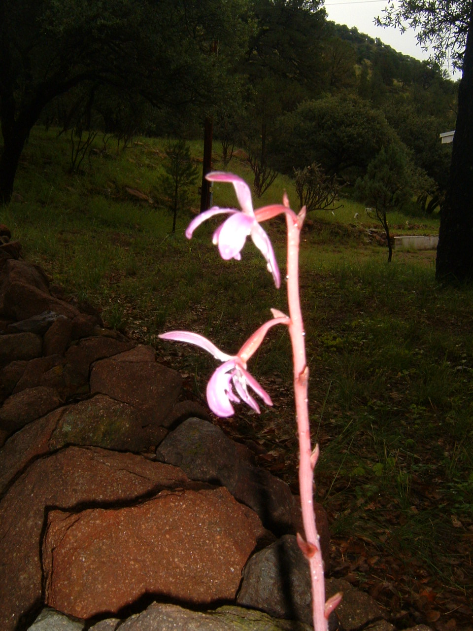 [orchid2.JPG]