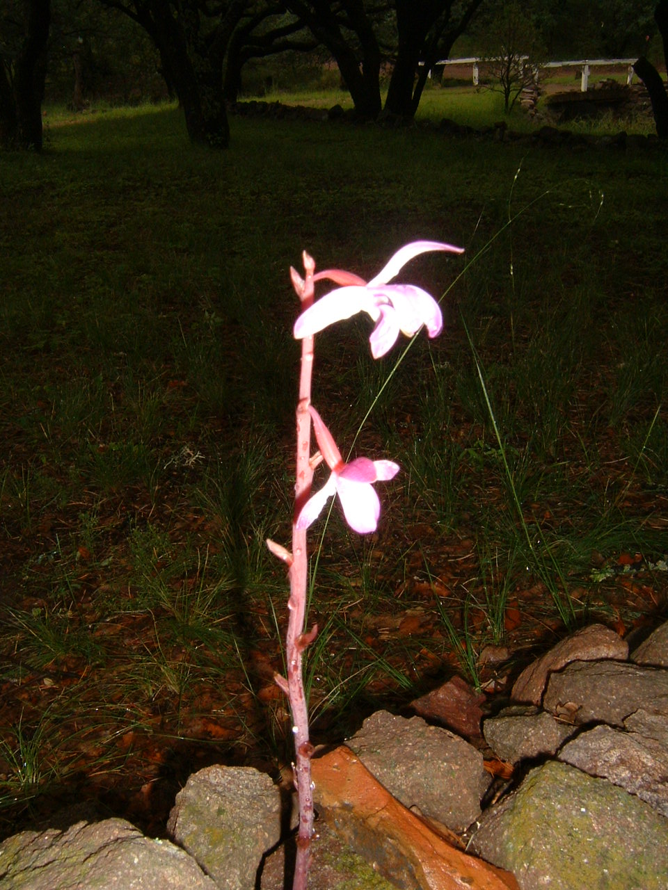 [orchid4.JPG]