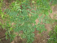 Καλόγερος-Erodium cicutarium