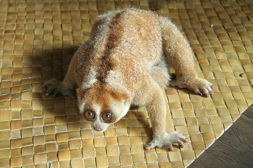 Description And Breeding Of Javanese Lemur | Animals In The World