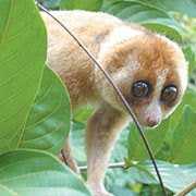 Description And Breeding Of Javanese Lemur | Animals In The World