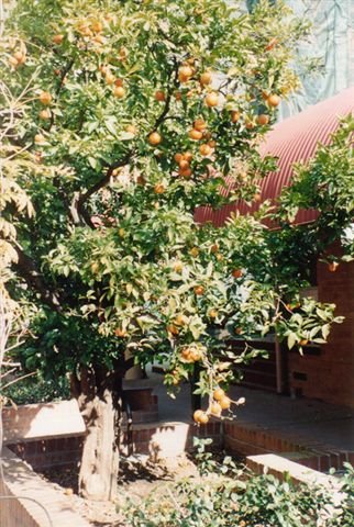 [SantaSabinaOrangeTree.jpg]