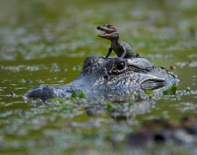 [Image: baby-alligator-rides-on-mother.jpg]