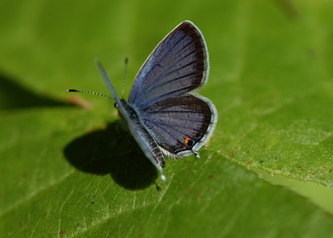 Field Biology in Southeastern Ohio Butterflies