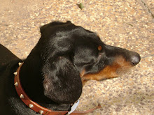 Dash the Dachshund- The newly established Alpha...after me ofcourse!