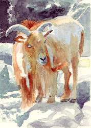 painting mountain watercolor goat sheep goats barbary aoudad says nice horse pastelmat pound inches paper