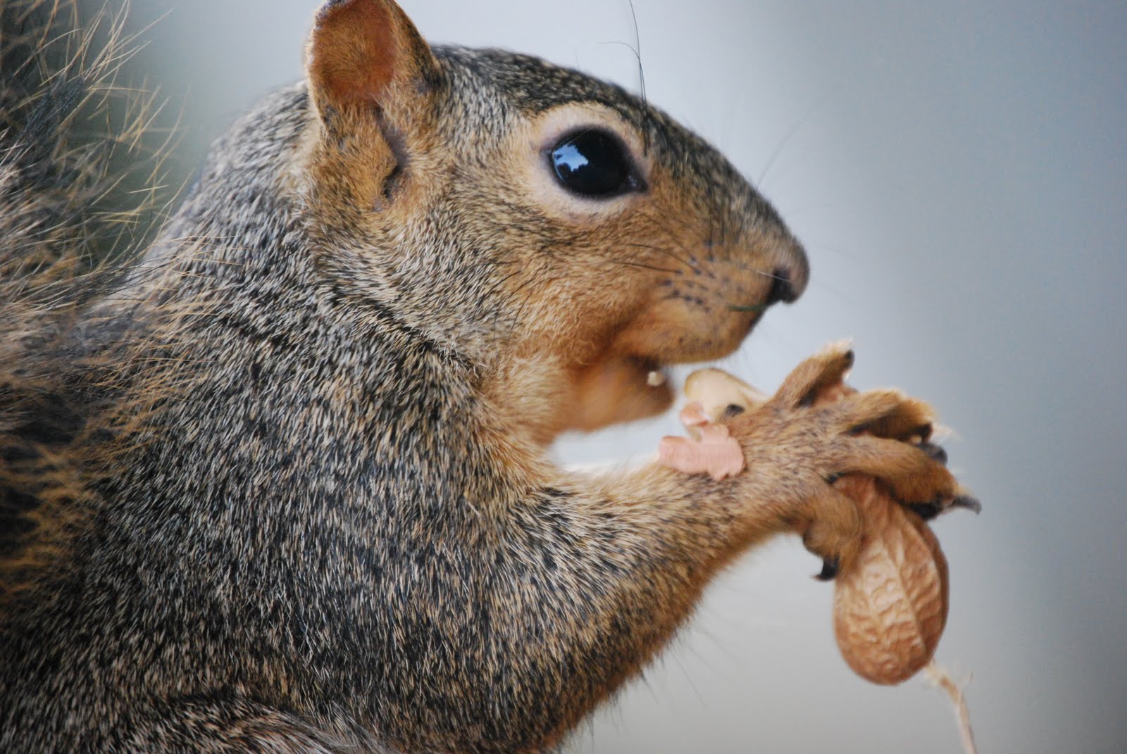 [Daylight Savings Photo Project 2010] 214 Squirrel eating peanut