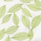 Skeleton Leaves