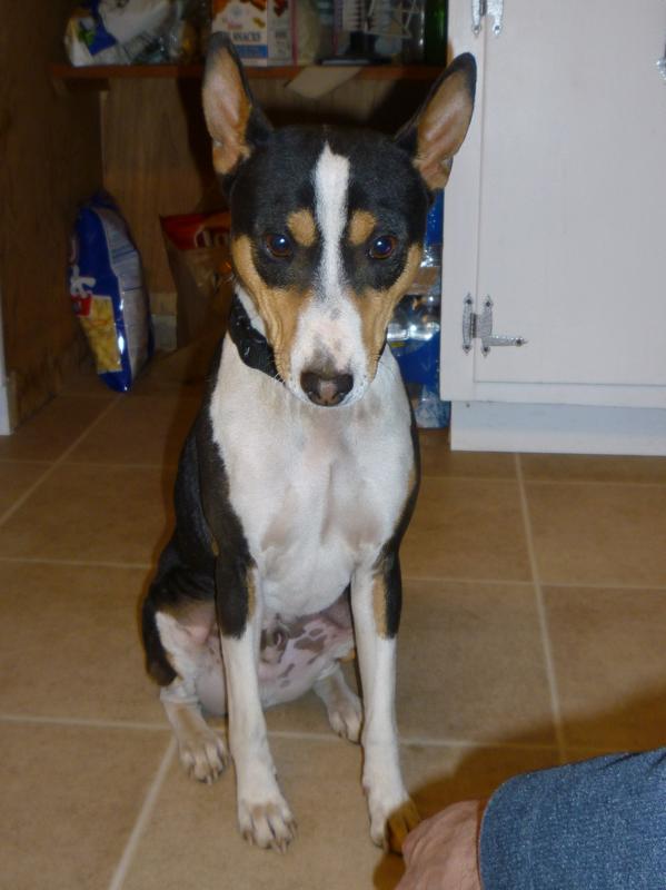 Basenji Rescue and Transport Blog 2010 The Year of the