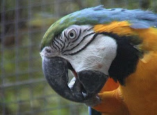 de la riqueza en la selva boliviana está el papagayo