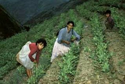 el super exceso en las plantaciones de coca está originando el exceso de droga