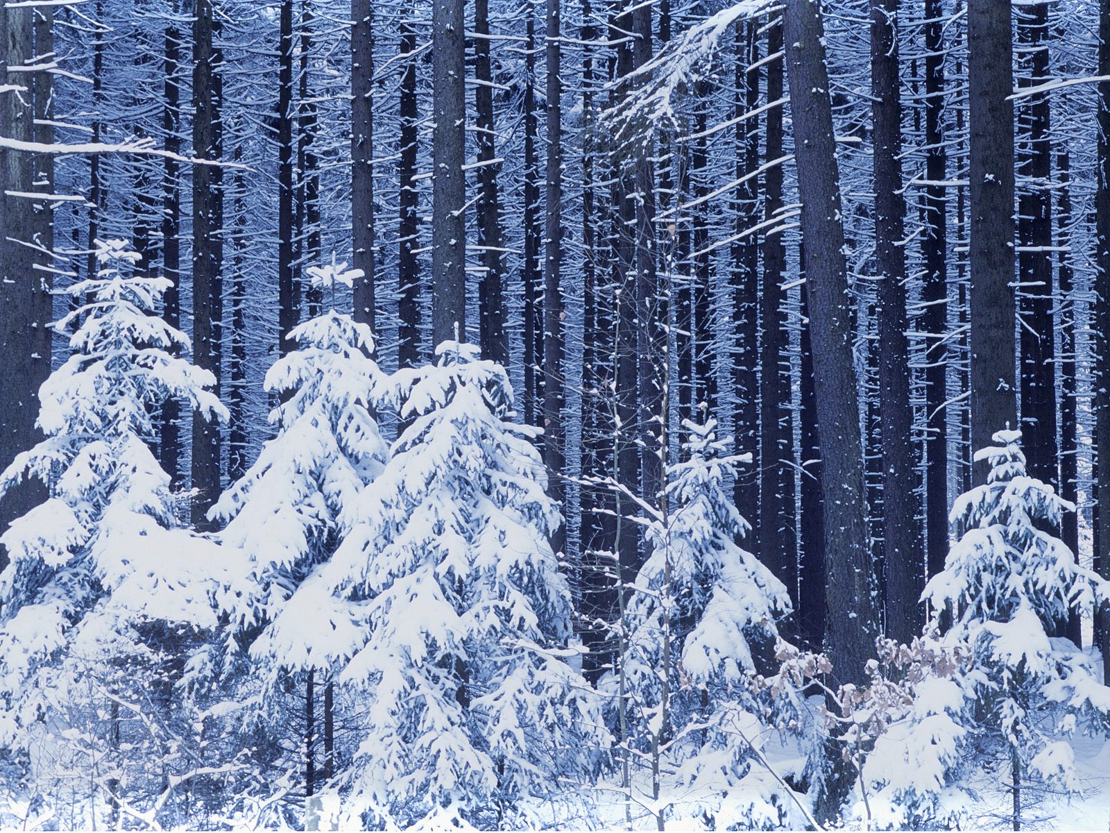 [high-resolution-winter-trees-wallpaper.jpg]