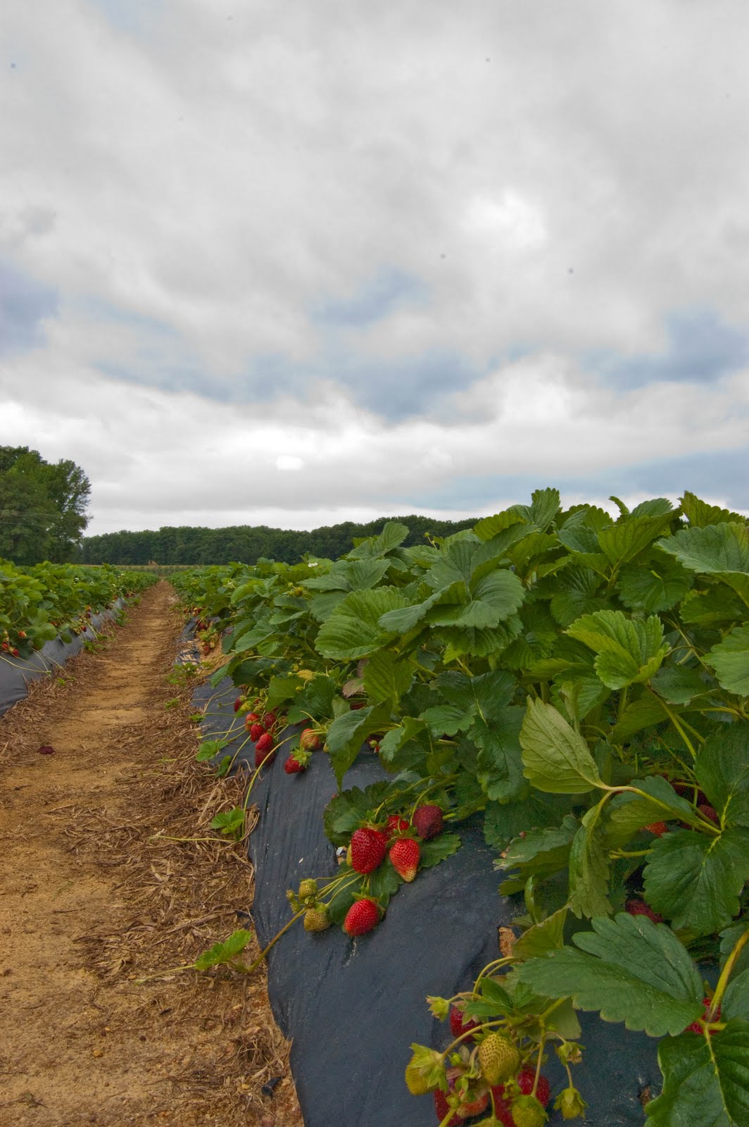 Jillian In Strawberries and CSA Week 3!