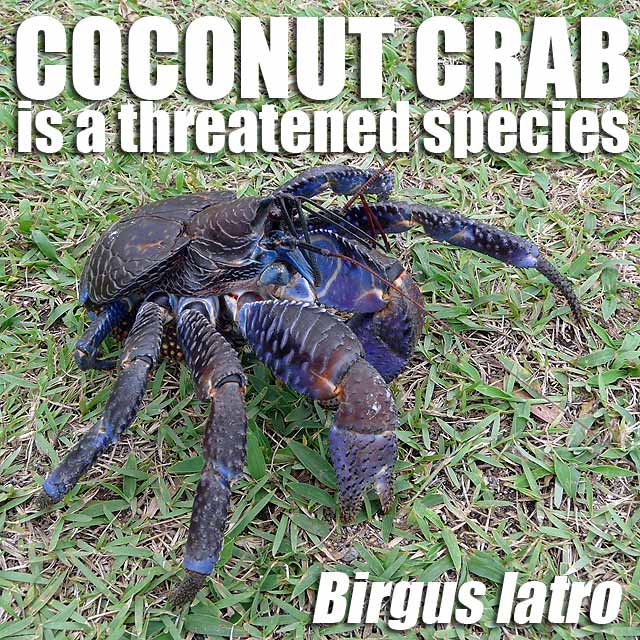 Batanes Coconut crab is a threatened species in the Philippines Ivan