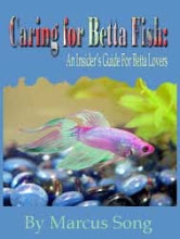 Betta Fish Bible