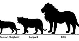 CFZ: Daily News: Tracking down the Panther