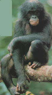 el bonobo
