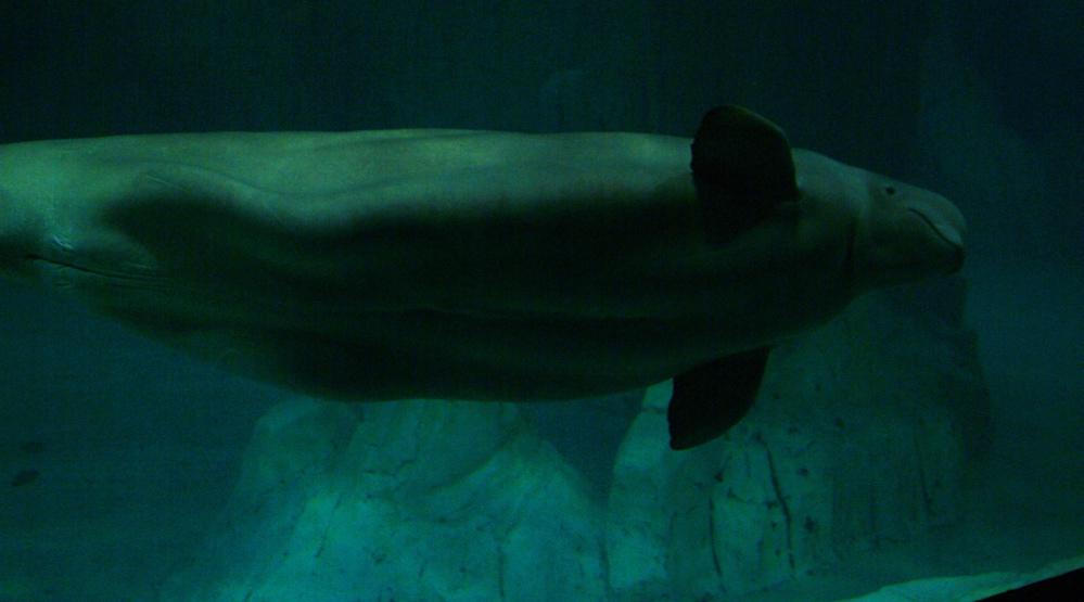 [beluga.jpg]