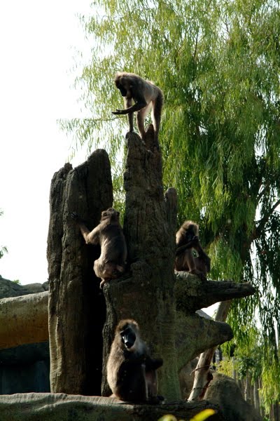 [Jerarquia+monos.jpg]