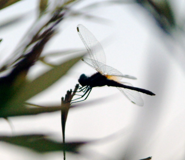 [A+Maiato+Libelula.jpg]