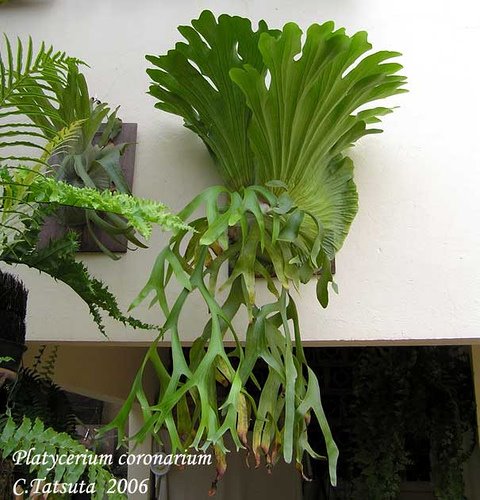 Platycerium coronarium