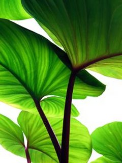 Ponsel Gratis Wallpaper