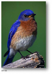 bluebird knocking windows bird