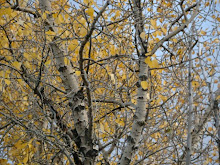 Aspen Branches