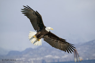 Image result for images of poem the Eagle