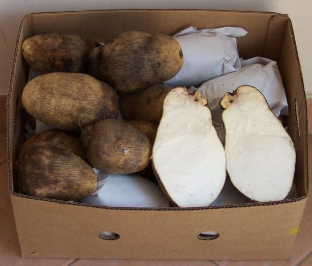 alternativas de cultivos: El Ñame