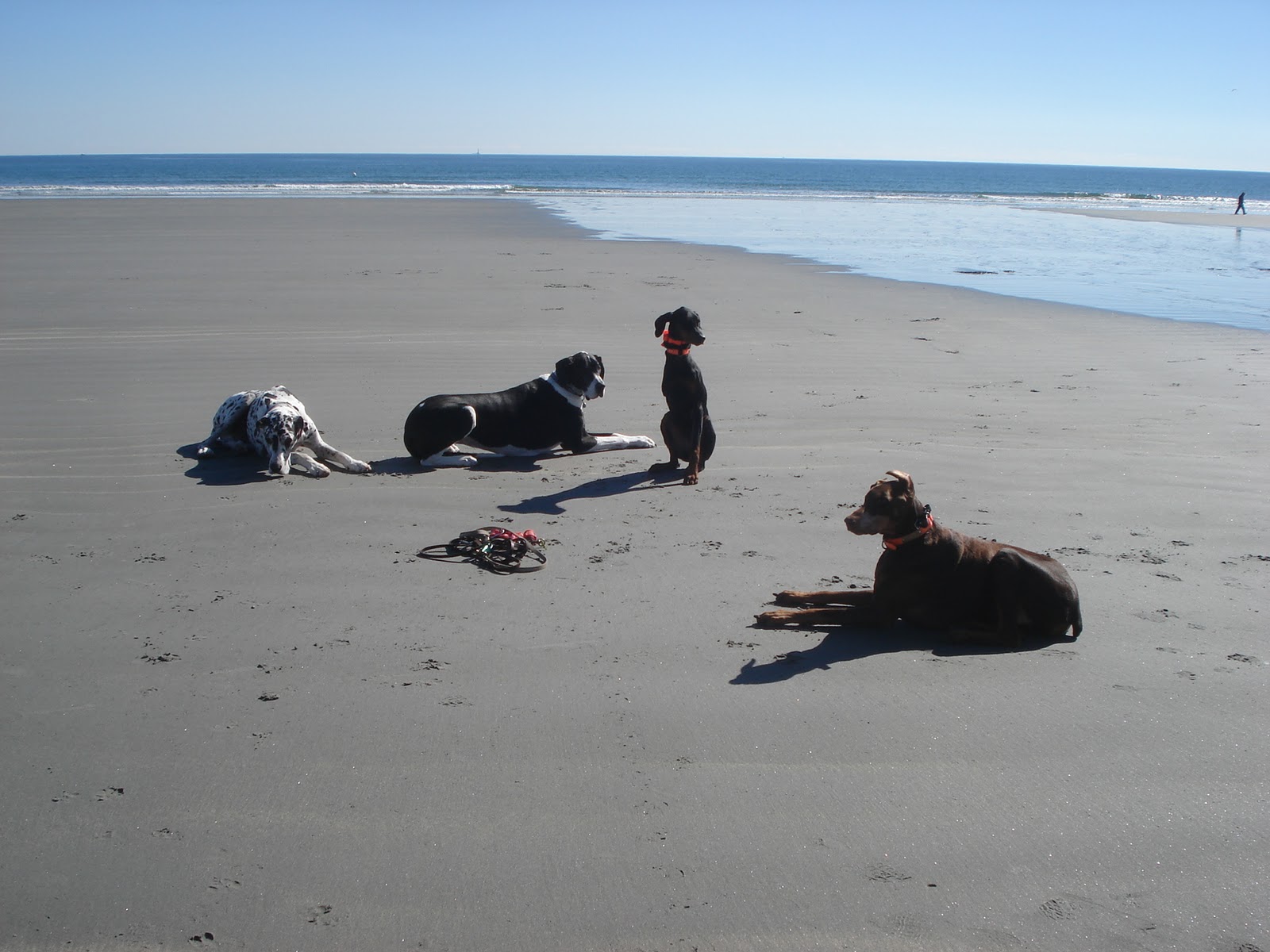 MAINE DOG TRAINER SERVICING DOG TRAINING NEEDS OF MAINE AND BEYOND