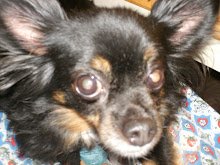 My Furbaby
