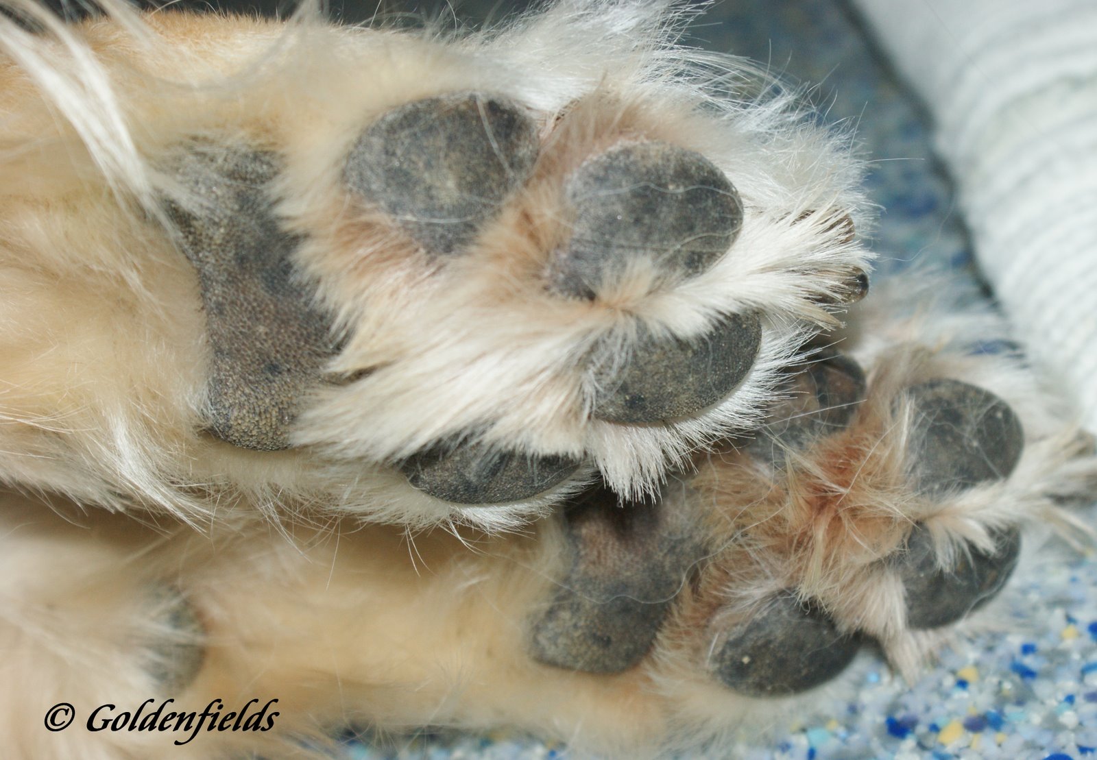 Goldwelpen Golden Retriever Welpen Familienzucht Pfotenschutz