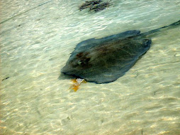 A Ray eating one of our bait fish