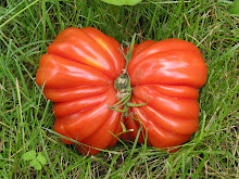 tomate papillon