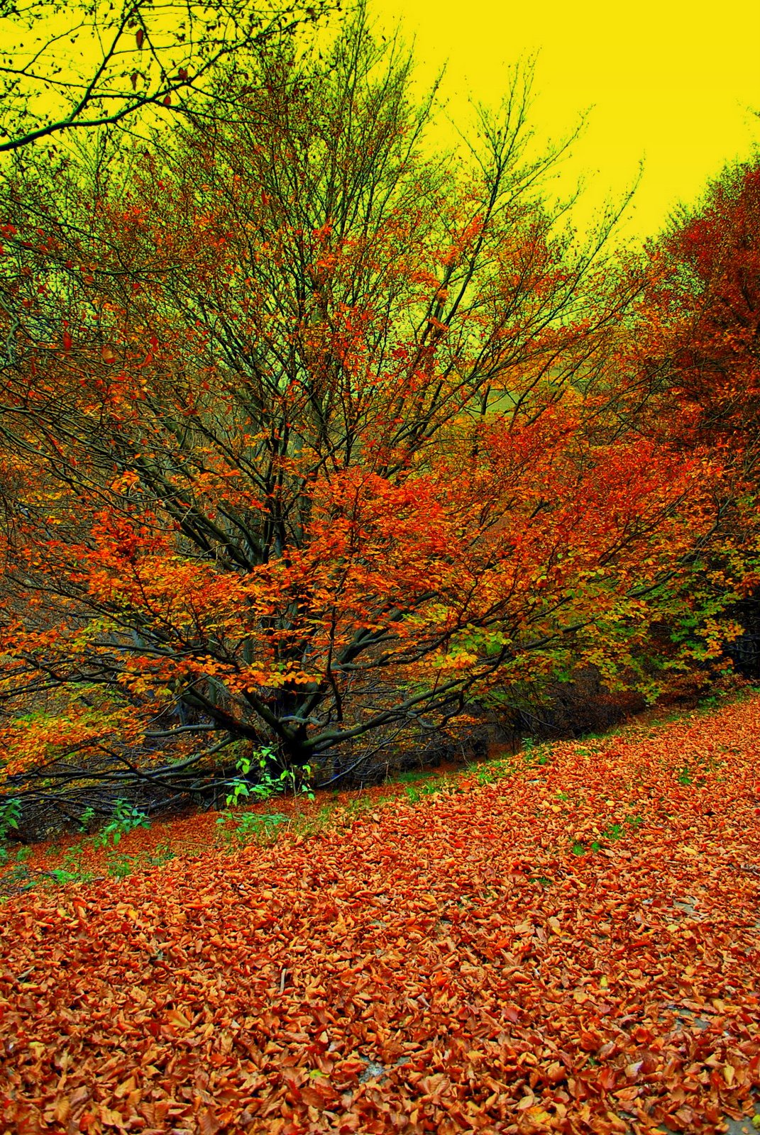 [DSC_0087+-+Copia.JPG]