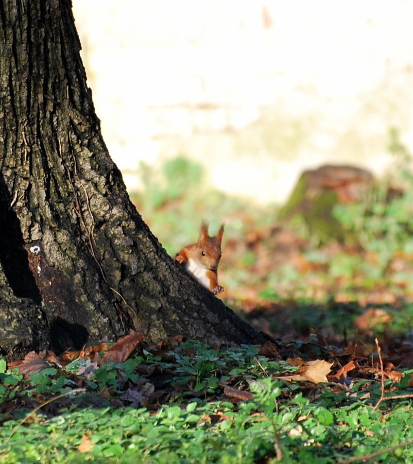 [DSC_0070+-+Copia.JPG]