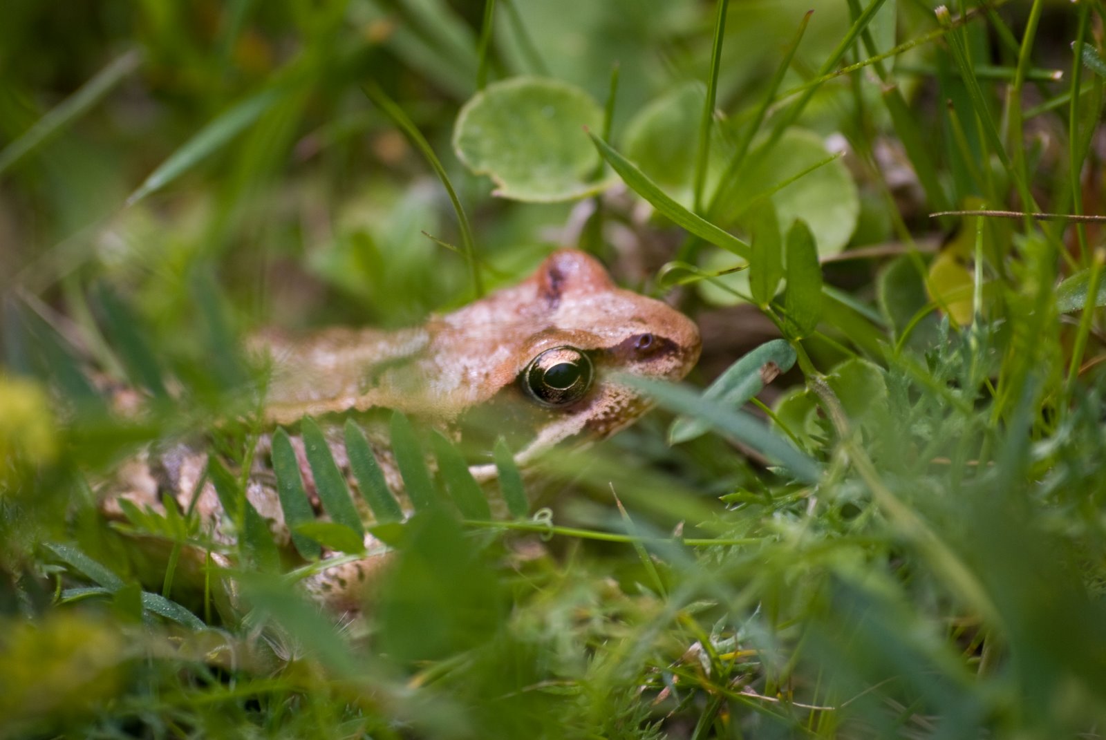 [Val-Roseg-071109_1-(1).jpg]