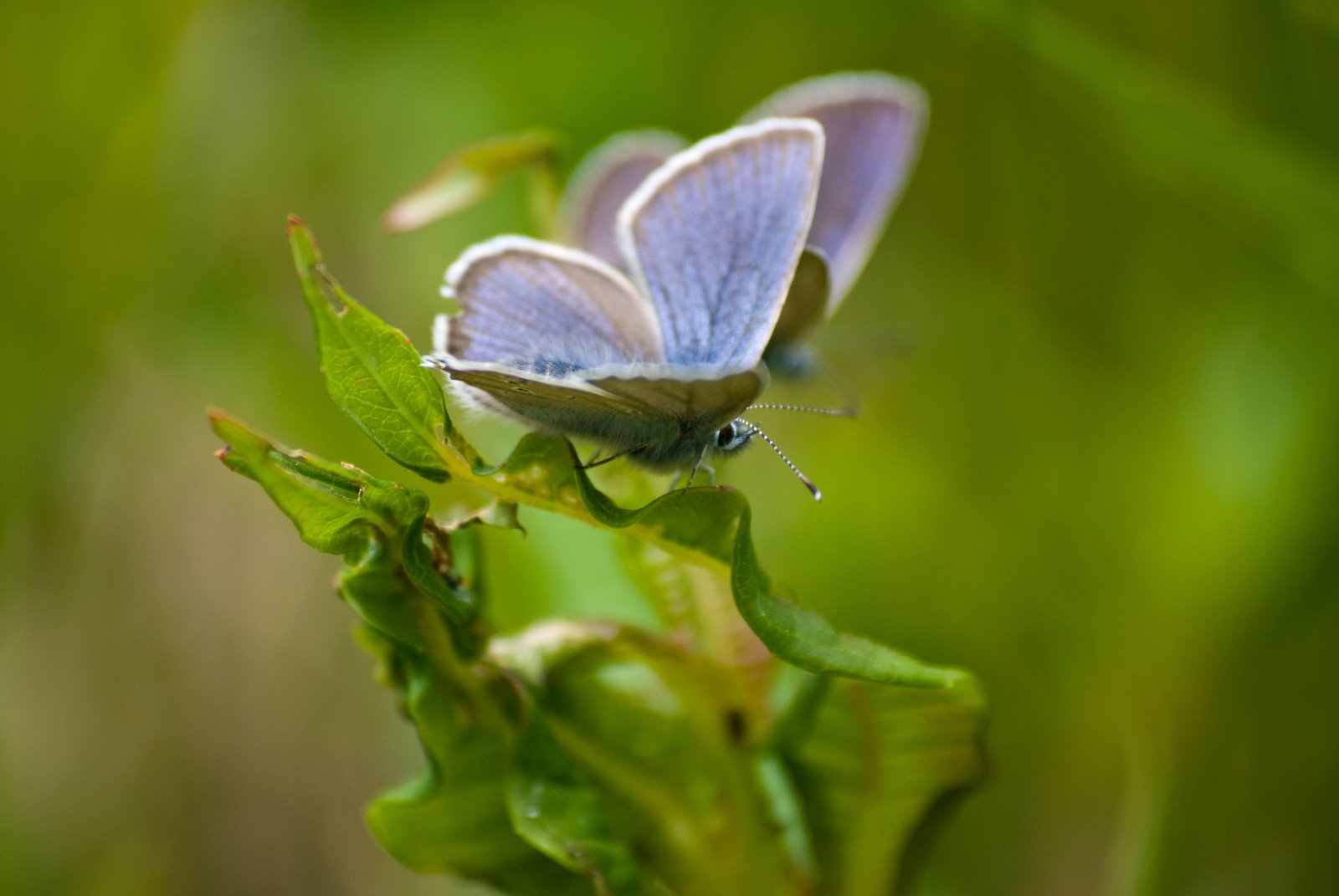 [Val-Roseg-071109_9.jpg]