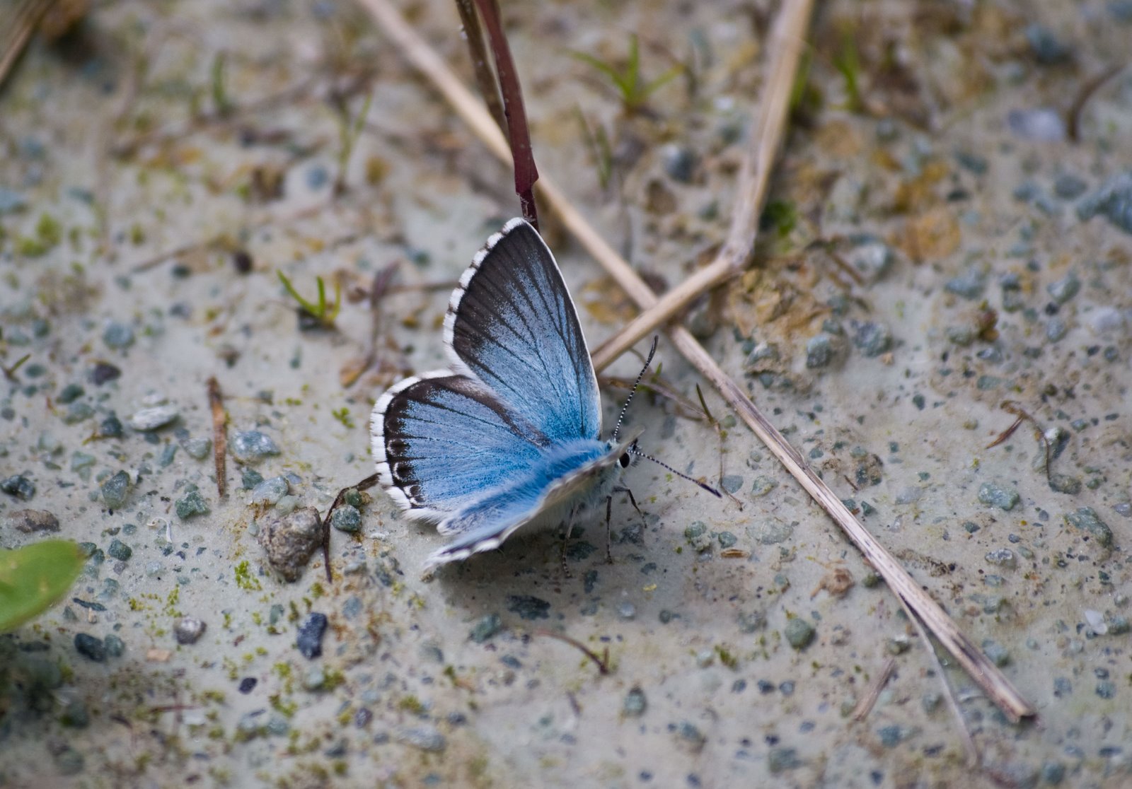 [Val-Roseg-071109_6-(1).jpg]